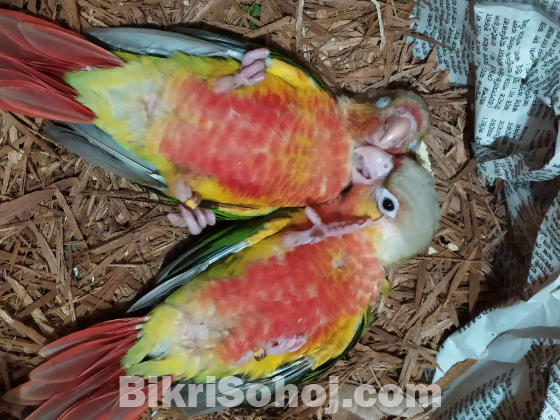 Conure - কনুর